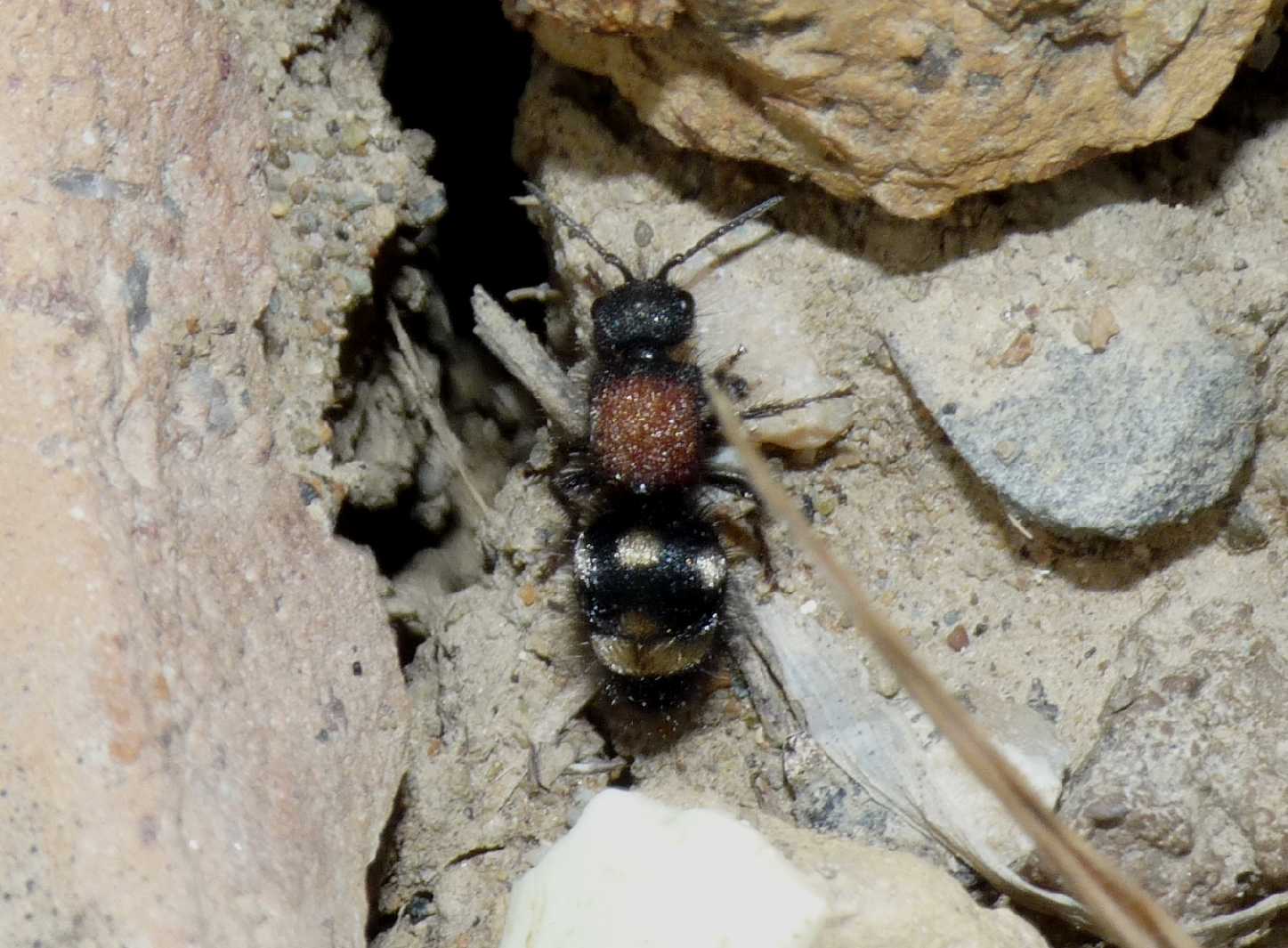 Mutilla europaea? No. Physetopoda punctata